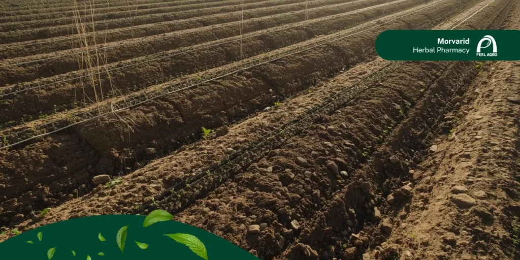 بهترین زمان کاشت گوجه زمستانه در جنوب ایران