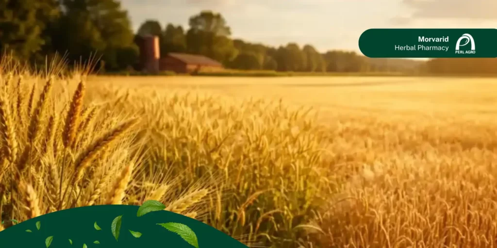 سم تری بنورون متیل برای گندم زار