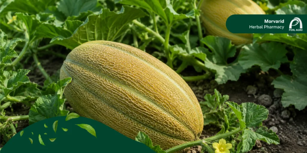 خرید بذر خربزه هیبرید و اصلاحشده از سایت مروارید برای تولید خربزه شیرین