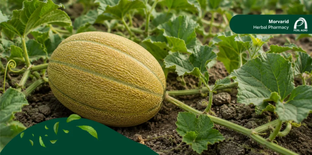 بهترین کود برای شیرین شدن خربزه و اجرای برنامه تغذیه خربزه برای افزایش قند