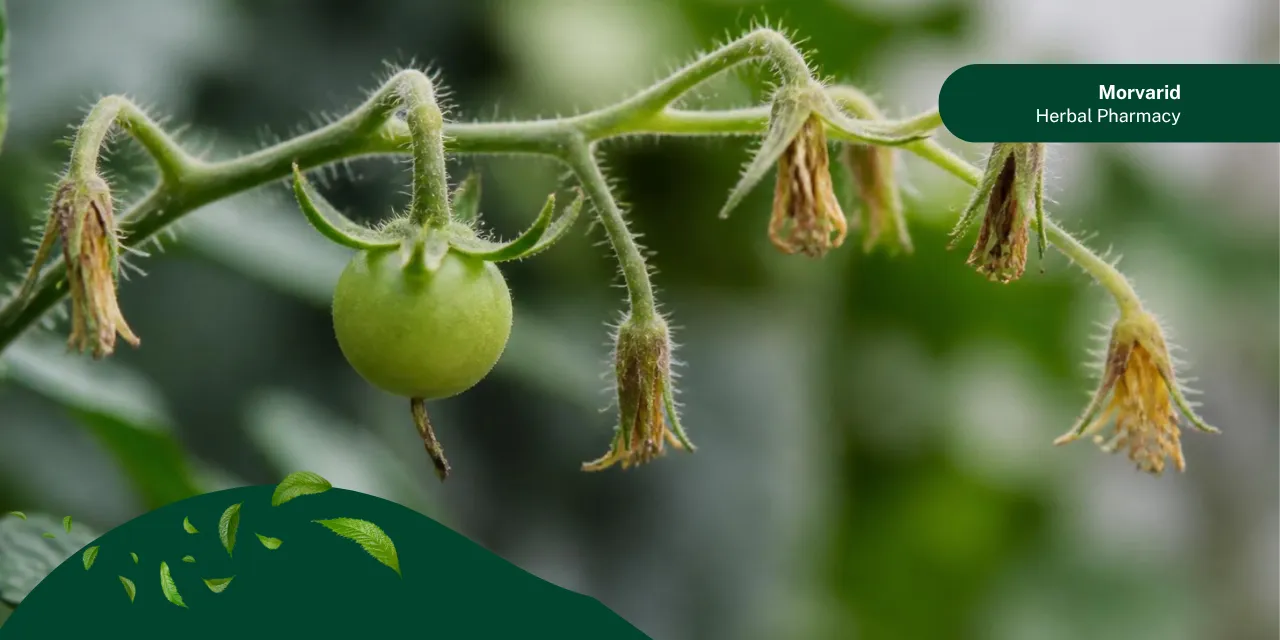 دلیل میوه ندادن بوته گوجه فرنگی
