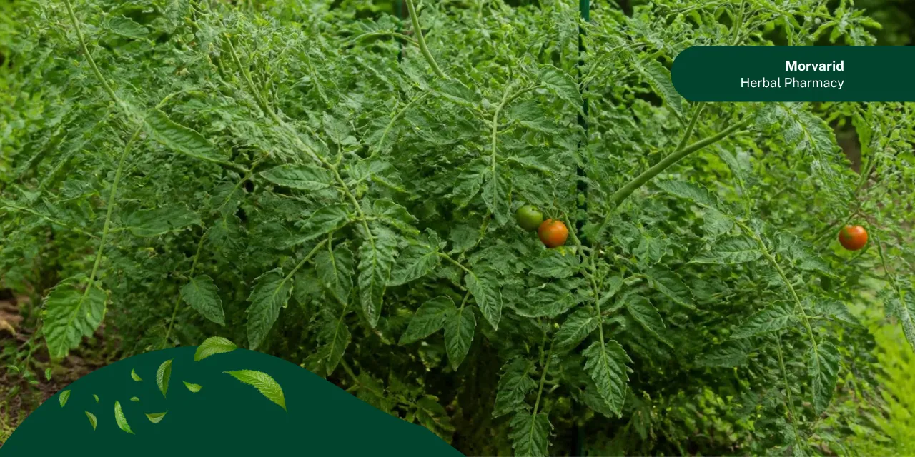 دلیل بار ندادن گوجه چیست؟