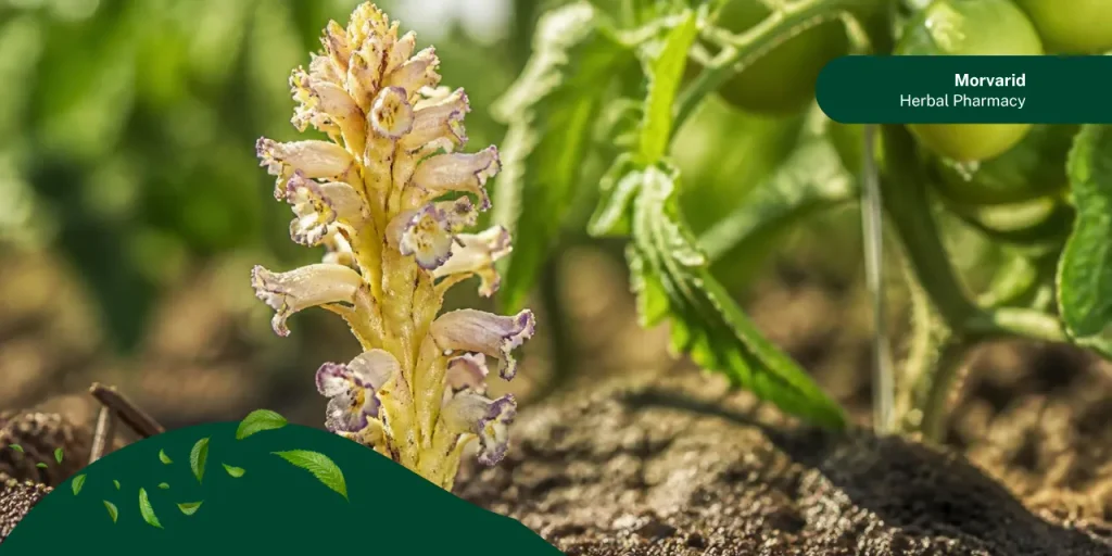 سم برای گل جالیز