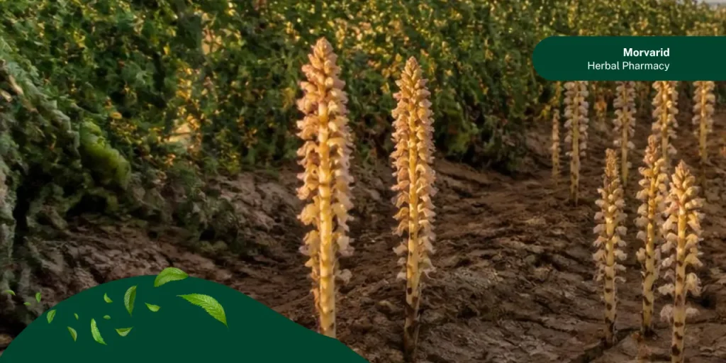 گل جالیز چیست
