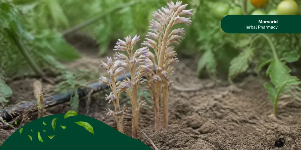 گل جالیز در گوجه فرنگی