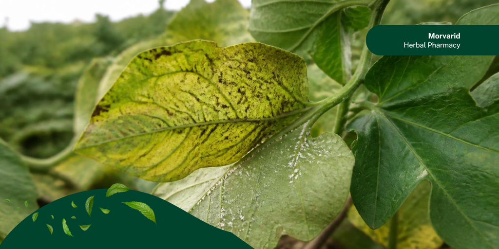 سم برای مگس سفید