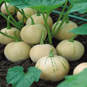 بذر طالبی
