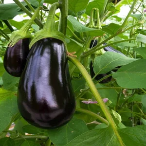 بذر بادمجان