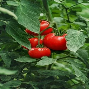 بذر گوجه فرنگی