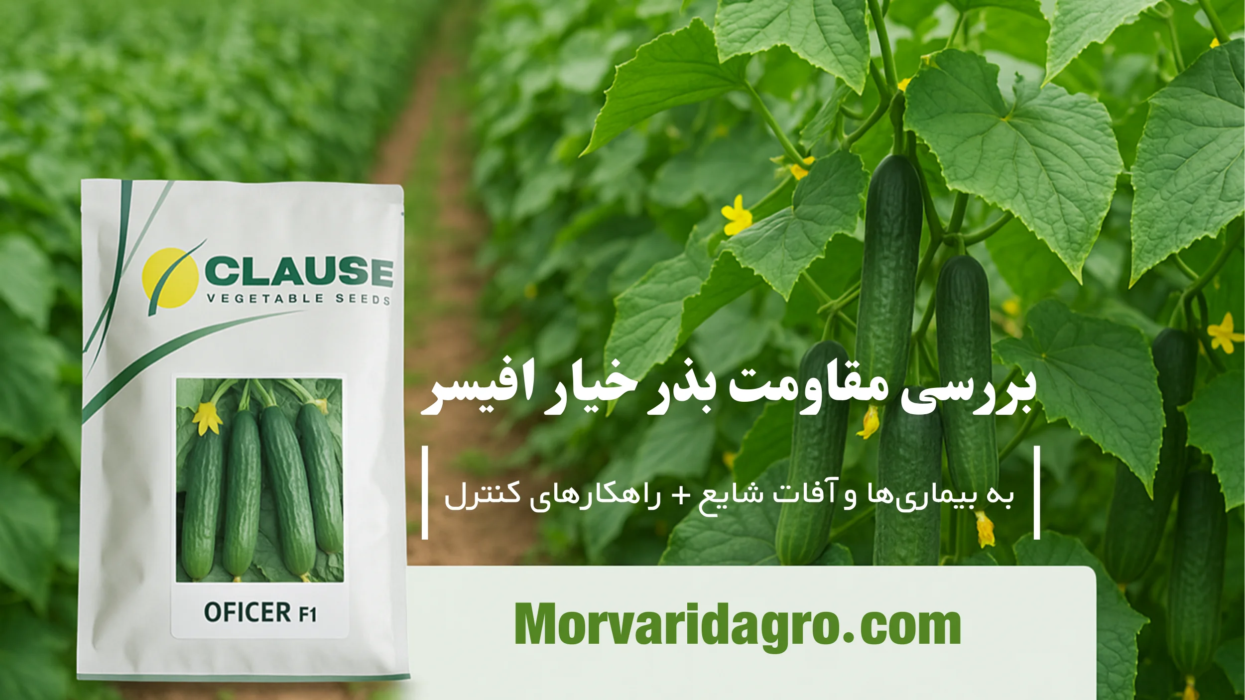 بذر خیار افیسر
