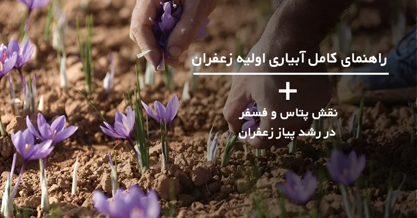 راهنمای ابیاری اولیه زعفران