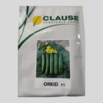 بذر خیار ارکید | کمپانی کلوز | Orkid F1