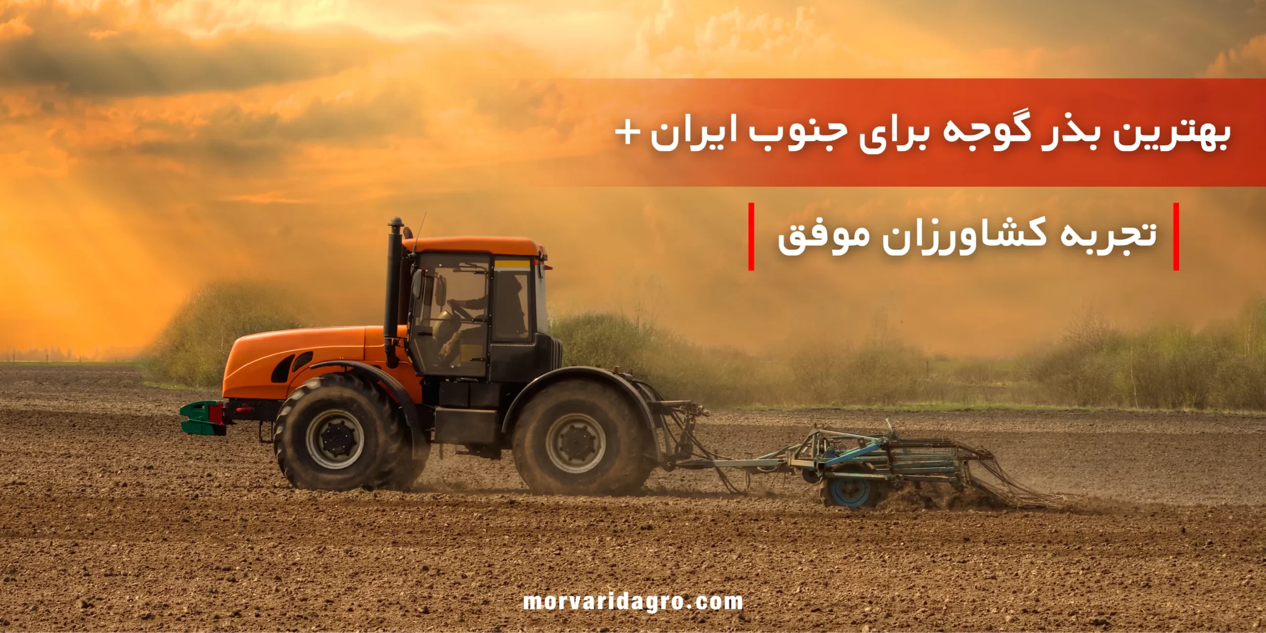 بهترین بذر گوجه فرنگی
