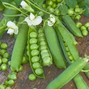 بذر نخود فرنگی