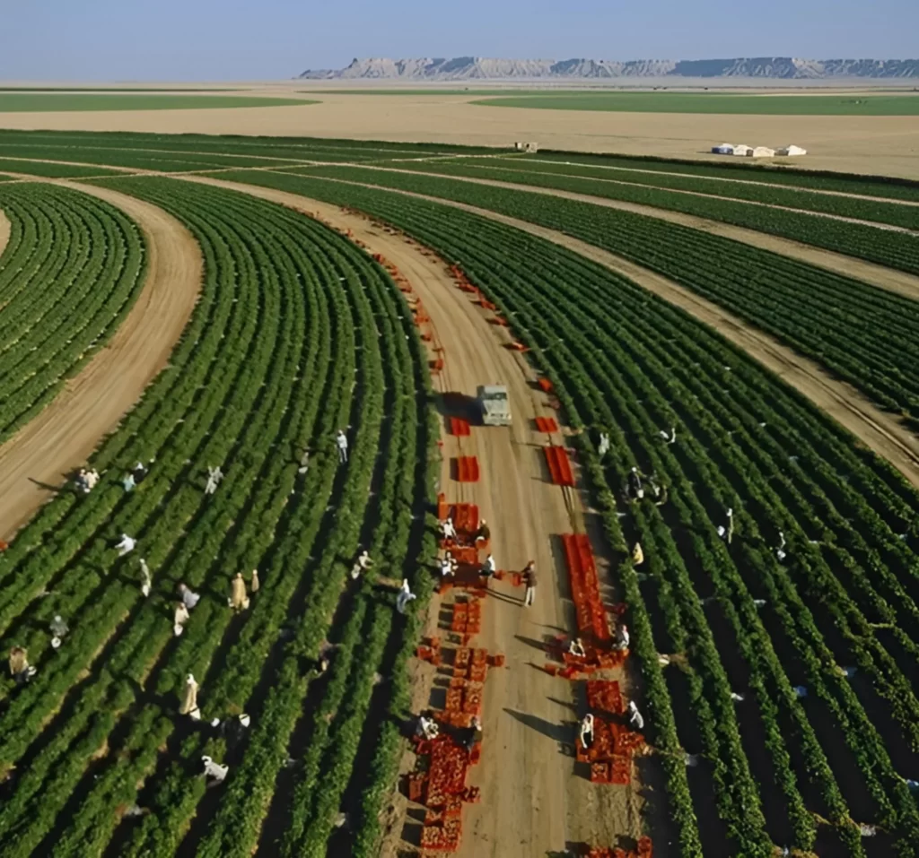 کاشت گوجه با بذر دیمون