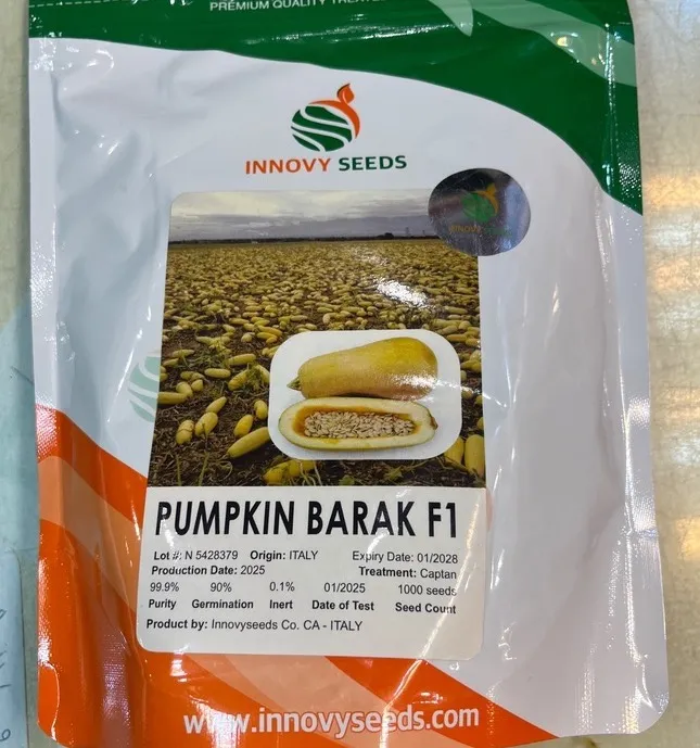 بذو کدو تنبل باراک