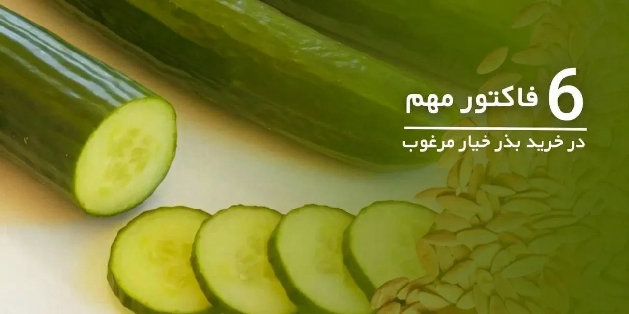 نکات خرید بذر خیار مرغوب و بهترین برند